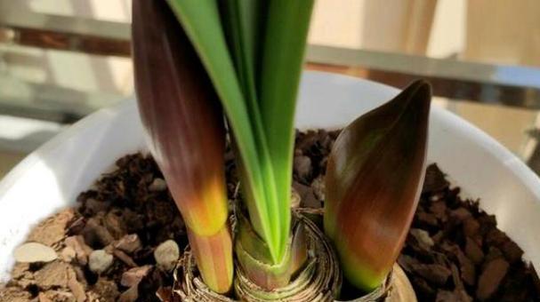 球根植物浅种后应如何进行养护？