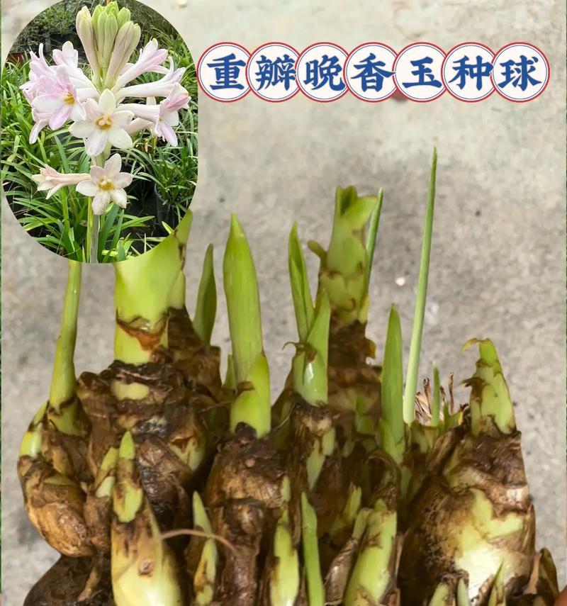 球根植物浅种后应如何进行养护？