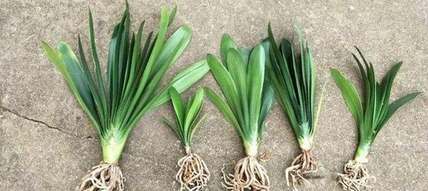 君子兰移植到大盆栽的正确方法是什么？
