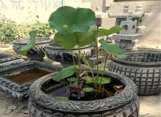 老石器水生植物有哪些？如何正确养护？