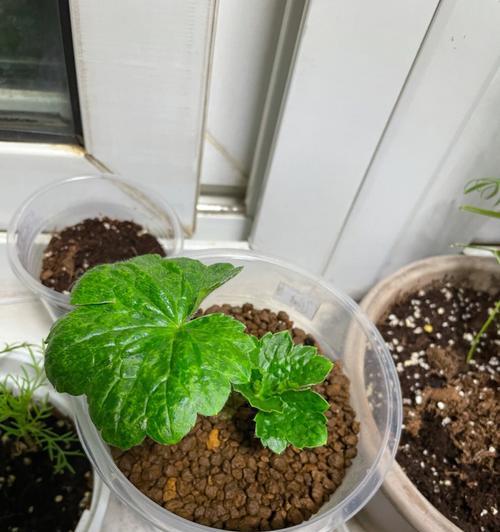 铝丝制作独苗盆景怎么做？步骤和技巧是什么？
