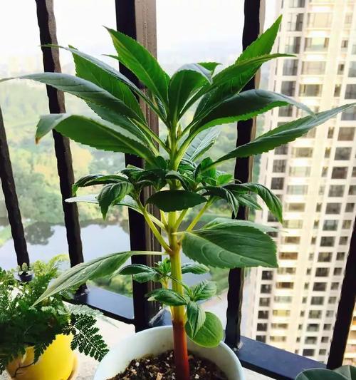 铝丝制作独苗盆景怎么做？步骤和技巧是什么？