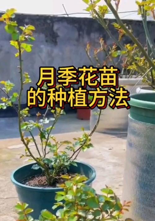 月季花怎么自己培育苗？月季花苗的自培育方法是什么？