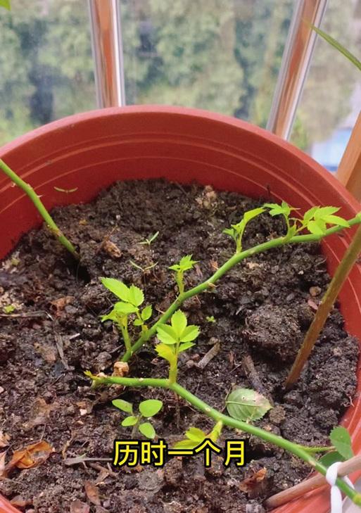 月季花怎么自己培育苗？月季花苗的自培育方法是什么？