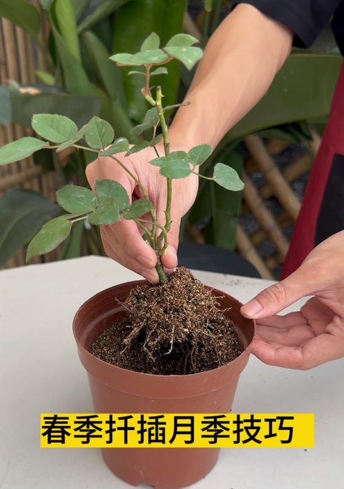 月季花怎么自己培育苗？月季花苗的自培育方法是什么？