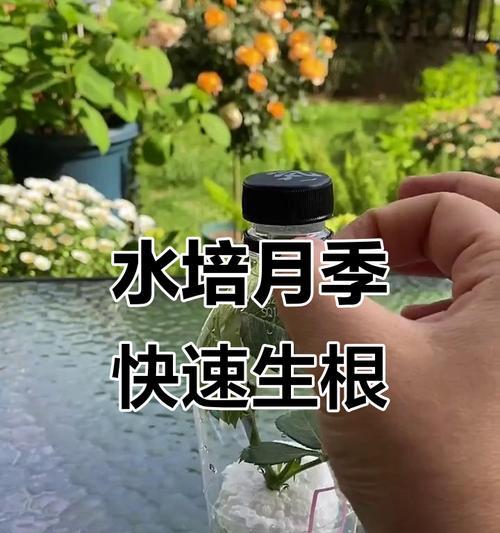 月季花花球扦插的最佳方法是什么？怎样提高成活率？