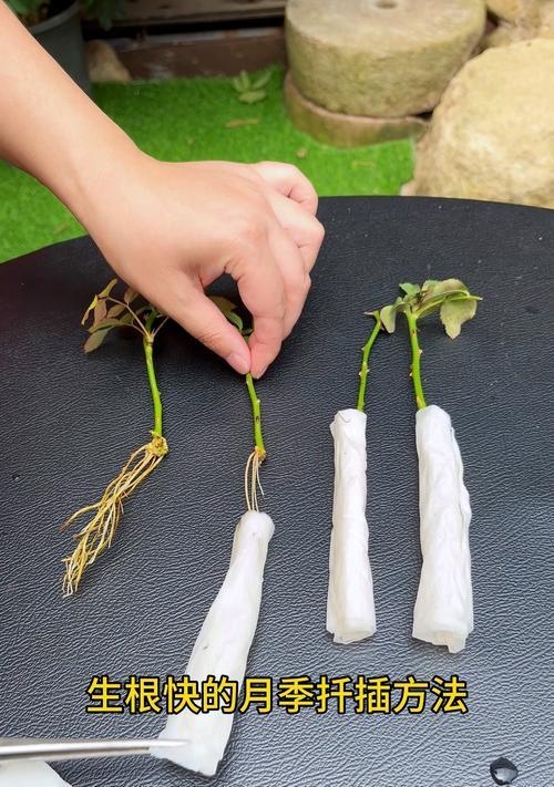 月季花花球扦插的最佳方法是什么？怎样提高成活率？