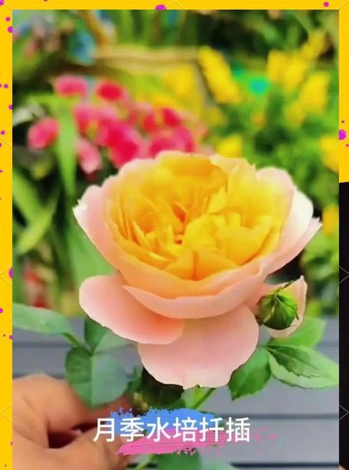月季花花球扦插的最佳方法是什么？怎样提高成活率？