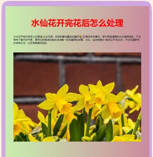 水仙花语有什么特别含义？代表了哪些情感？