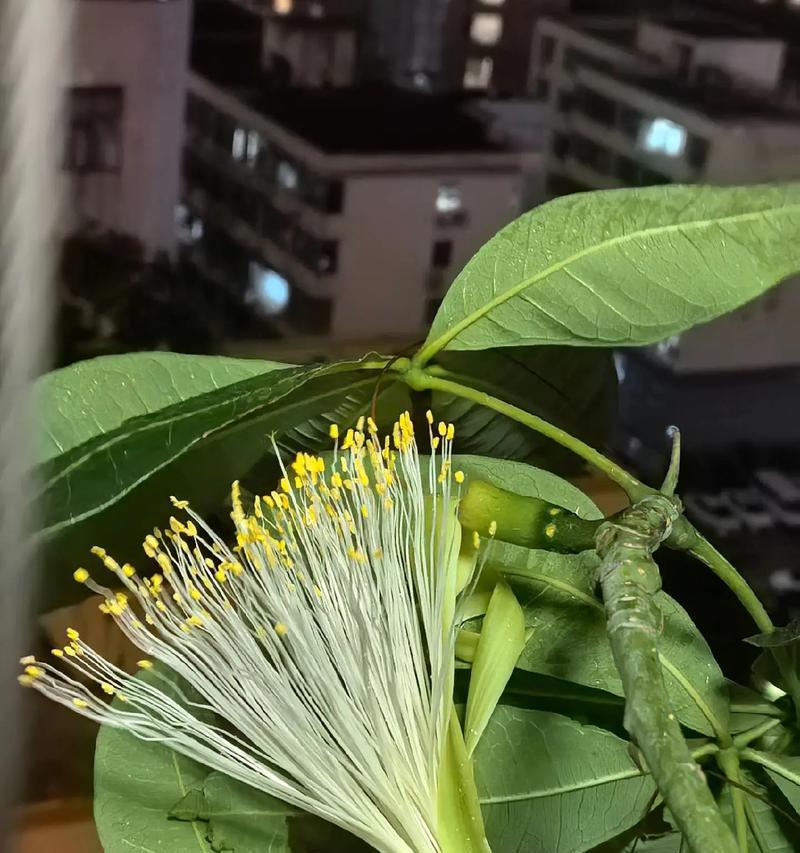 发财花的含义是什么？
