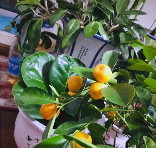 哪些花寓意发财和幸福？它们的象征意义是什么？