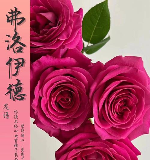 高贵象征的花语是什么？有哪些花代表高贵？