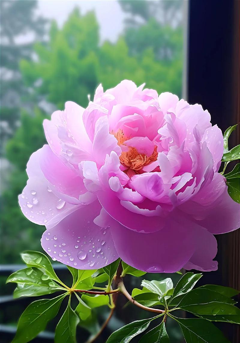 高贵象征的花语是什么？有哪些花代表高贵？