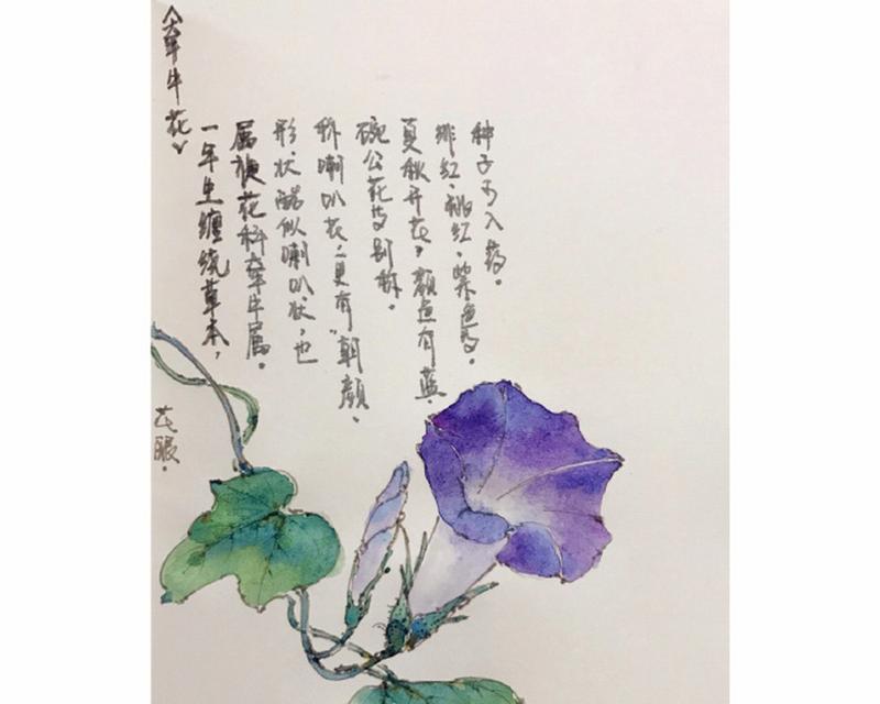 花意和花名的含义是什么？它们象征了什么？