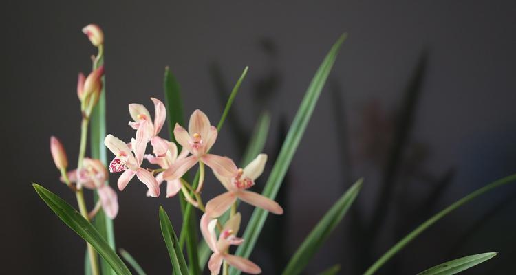 花意和花名的含义是什么？它们象征了什么？