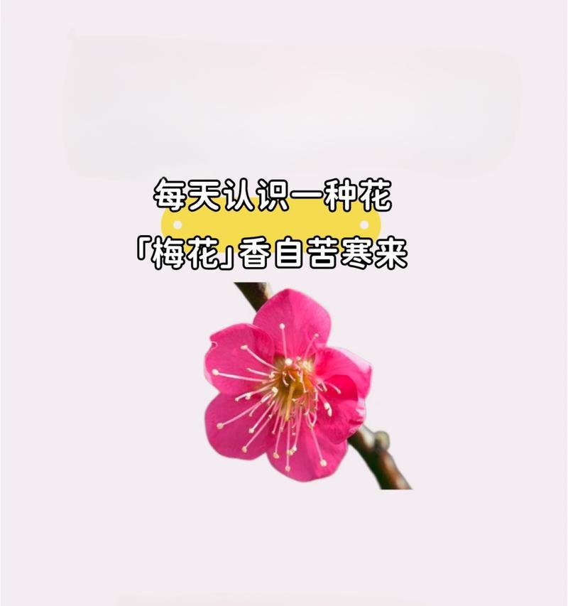 哪些花象征坚强美好？它们的花语是什么？