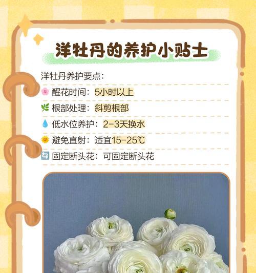 牡丹菊花语具体含义是什么？