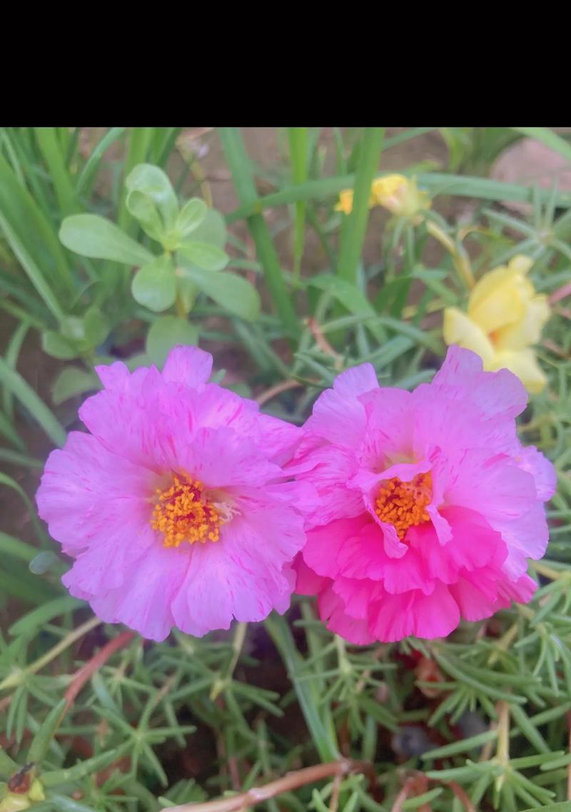 什么花代表爱？不同花卉代表的爱的种类有哪些？