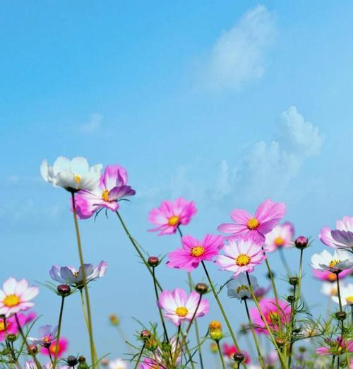 格桑花的花语含义是什么？它象征着什么情感？