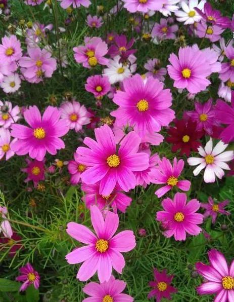 格桑花的花语含义是什么？它象征着什么情感？