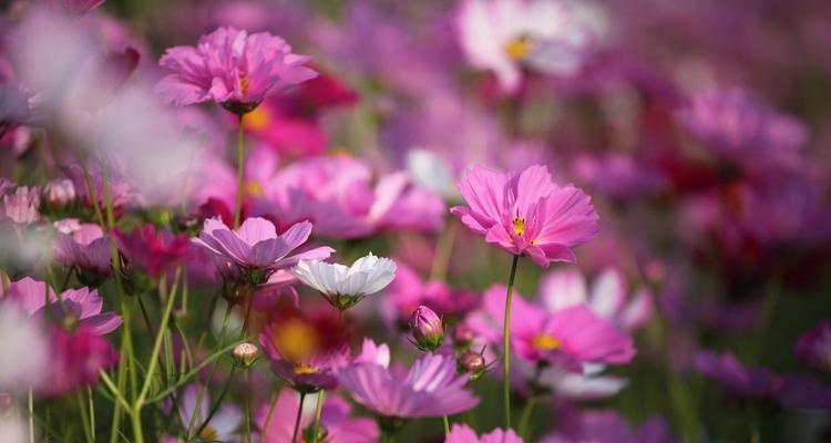 格桑花的花语含义是什么？它象征着什么情感？