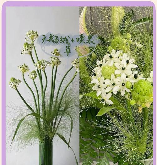 天鹅绒鲜花象征着什么？