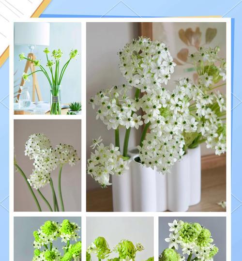 天鹅绒鲜花象征着什么？