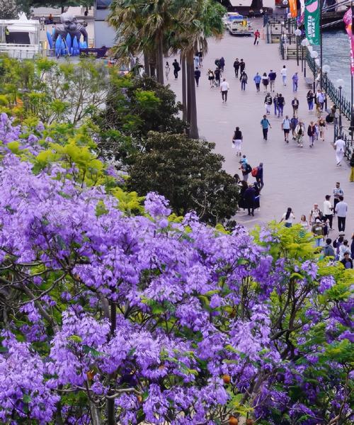 蓝花楹的花语含义是什么？