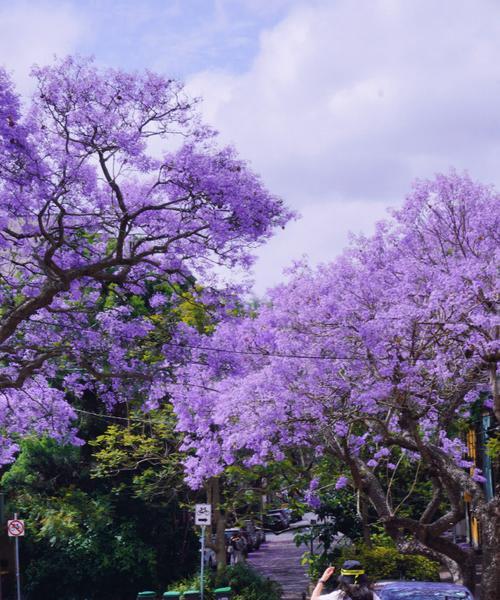 蓝花楹的花语含义是什么？