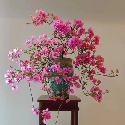 打破束缚的花象征什么？它们各自代表了什么意义？