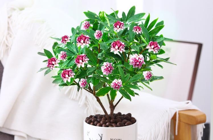 瑞香花的花语有哪些？代表了什么意义？