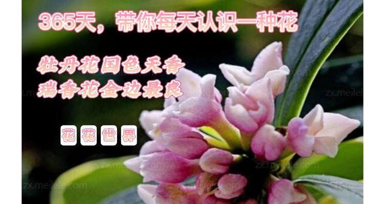 瑞香花的花语有哪些？代表了什么意义？