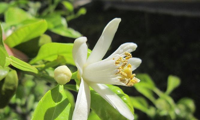 哪种花寓意学业进步？学业进步花有哪些？