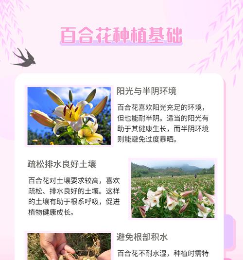 不同花的寓意是什么含义？如何探索花卉的独特象征？