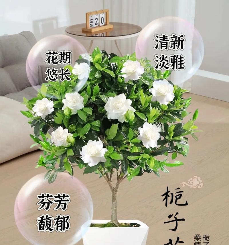 不同花的寓意是什么含义？如何探索花卉的独特象征？