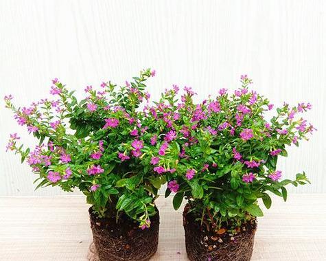 绿色满天星代表什么？它的花语是什么？