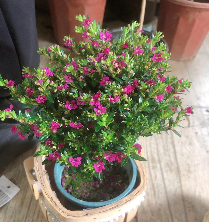 绿色满天星代表什么？它的花语是什么？