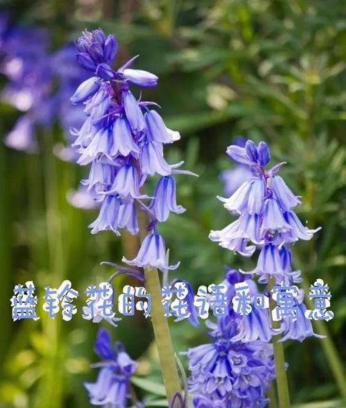 如何了解花的花语？有哪些常见花语？