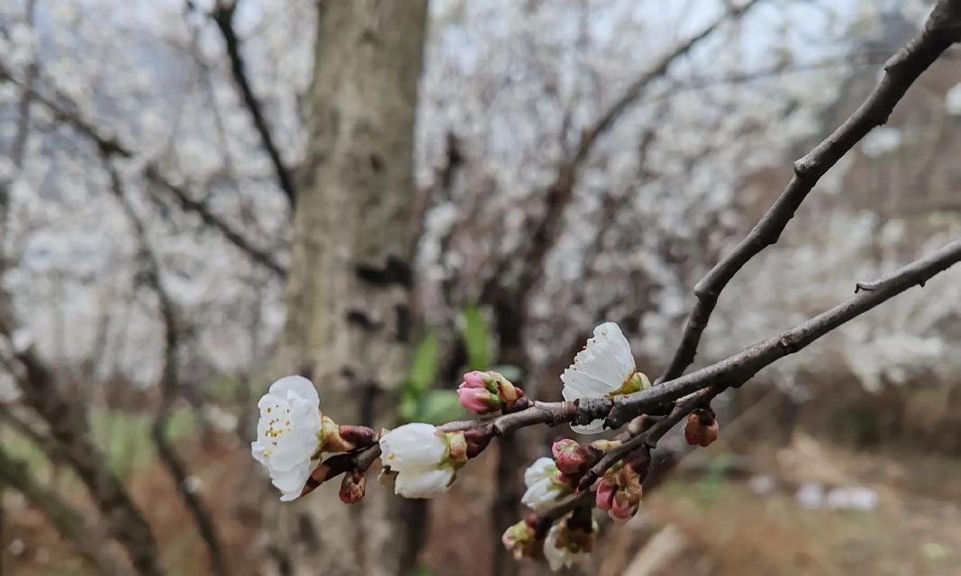 吾爱花坊传递了哪些信息？