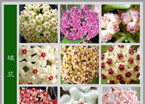 紫色桃树花象征着什么？紫色桃树花的含义是什么？