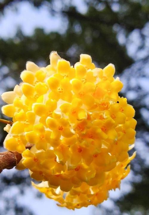 哪种花卉代表最终成功？它的花语是什么？