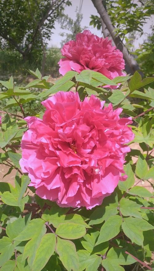 哪种花卉代表最终成功？它的花语是什么？