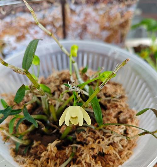难养的花有什么特别含义？为何有些花难以培育，它们的象征意义是什么？