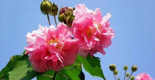 芙蓉的花语是什么？芙蓉代表的寓意是什么？