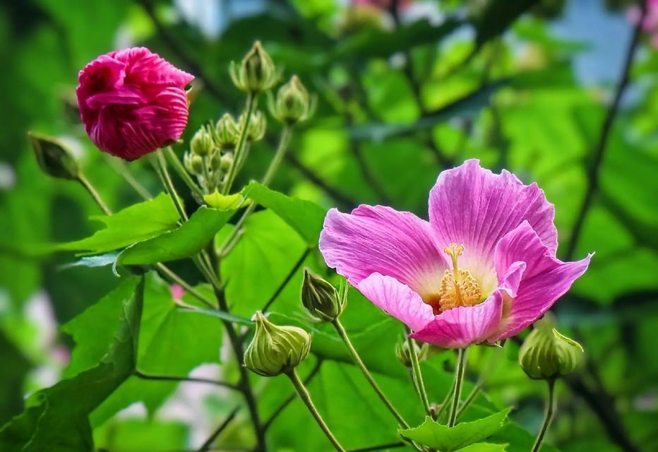 芙蓉的花语是什么？芙蓉代表的寓意是什么？