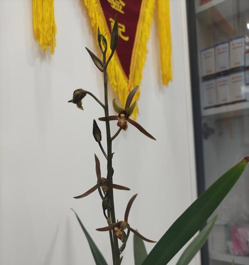 兰花的花语含义是什么？兰花在花语中象征着什么？