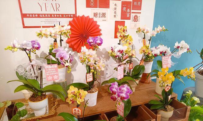 兰花的花语含义是什么？兰花在花语中象征着什么？