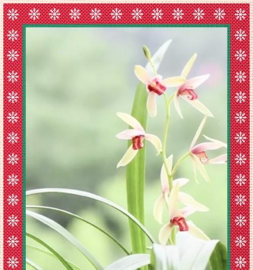兰花的花语含义是什么？兰花在花语中象征着什么？