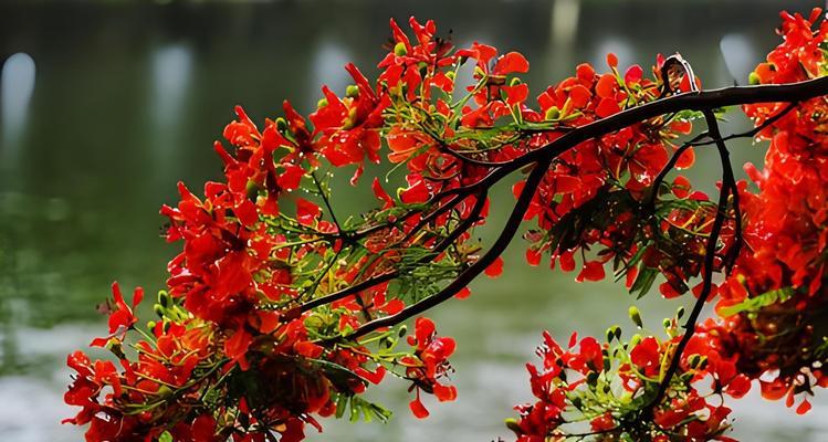 凤凰花戴在身上象征着什么？凤凰花的寓意是什么？