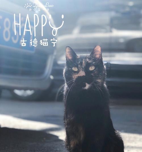 花的猫宁象征着什么？猫宁花的含义是什么？